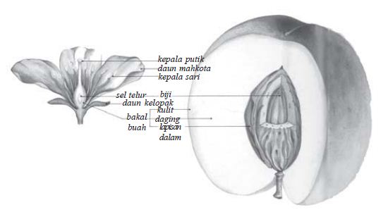  Gambar  Buah Apel Dan  Bagiannya  Koleksi Gambar  HD